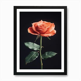 Orange Rose On Black Background 2 Art Print