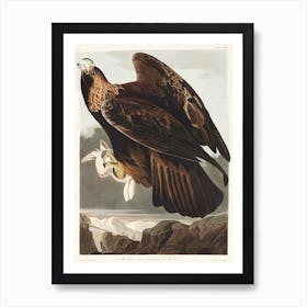 Golden Eagle, Birds Of America, John James Audubon Art Print