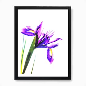 Iris Flower Watercolor Art Print