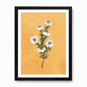 Chamomile Country Wildflowe Art Print