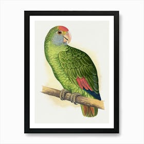 Parrot 33 Art Print