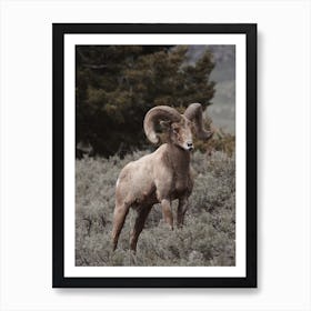 Colorado Bighorn Sheep Art Print