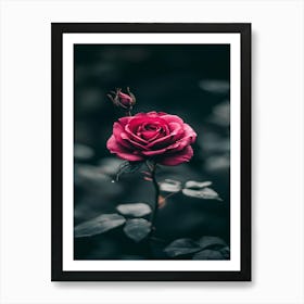 Rose In The Dark 28 Art Print