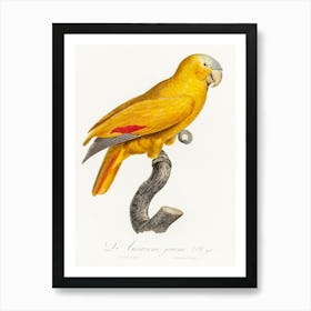 The Blue Fronted Parrot From Natural History Of Parrots, Francois Levaillant Art Print