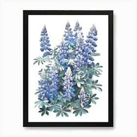 Blue Lupine Art Print