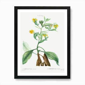 Musschia Aurea, Pierre Joseph Redoute Art Print