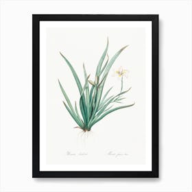 Fortnight Lily, Pierre Joseph Redoute Art Print