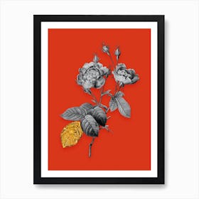 Vintage Anemone Centuries Rose Black and White Gold Leaf Floral Art on Tomato Red n.1139 Art Print