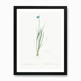 Narrow Leaf Blue Eyed Grass Illustration From Les Liliacées (1805), Pierre Joseph Redoute Art Print