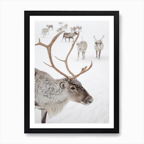 Reindeer With Antlers Art Print