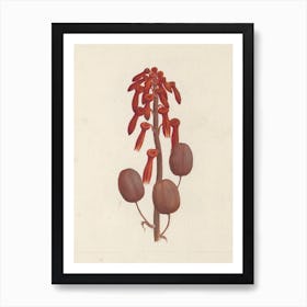 Aloe Macrocarpa Todaro (Aloe), Luigi Balugani Art Print