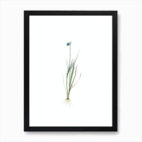 Vintage Narrow Blue eyed grass Botanical Illustration on Pure White n.0271 Art Print