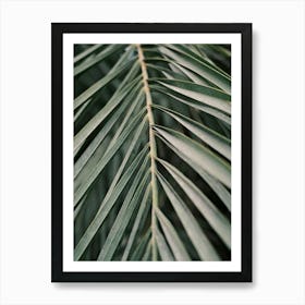 Palm Leaf // Valencia, Spain, Travel & Nature Photography Art Print