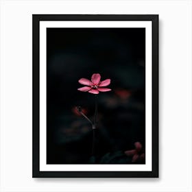 Pink Flower In The Dark 4 Art Print