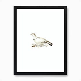 Vintage Western Capercaillie And Willow Ptarmigan Hybrid Bird Illustration on Pure White Art Print