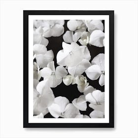 White Beauty On Black Art Print