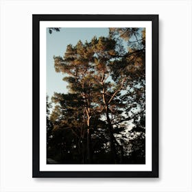 Trees And Warm Light Art Print