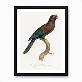 Black Parrot (Coracopsis Nigra) From Natural History Of Parrots, Francois Levaillant Art Print