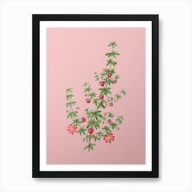 Vintage Madder Leaved Bauera Botanical on Soft Pink n.0375 Art Print