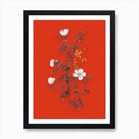 Vintage Hedge Rose Black and White Gold Leaf Floral Art on Tomato Red n.0594 Art Print