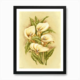 Calla Lily 2 Art Print