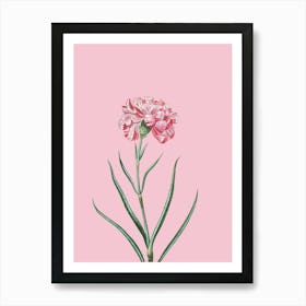 Pink Carnation 1 Art Print