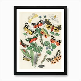 Butterflies And Caterpillars Art Print