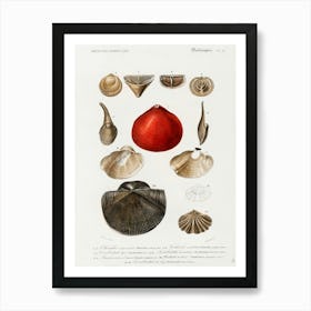 Shells And Shellfish Poster