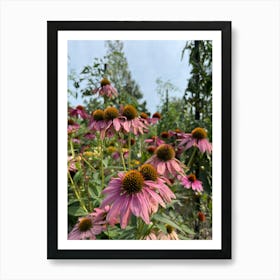 Pink Coneflowers Art Print