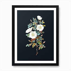 Vintage White Burnet Roses Botanical Watercolor Illustration on Dark Teal Blue Art Print