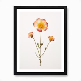 Pressed Flower Botanical Art Portulaca 2 Art Print