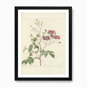 Rose Illustration, Pierre Joseph Redoute, Pierre Joseph Redoute(128) Art Print