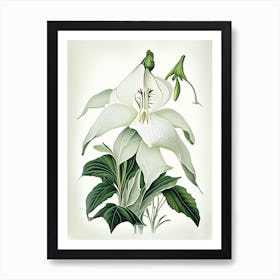 White Trillium Wildflower Vintage Botanical Art Print