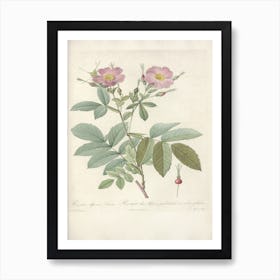 Rose Illustration, Pierre Joseph Redoute, Pierre Joseph Redoute (118) Art Print