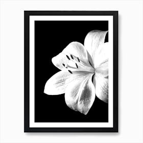 Black and White Lily Flower Art Print