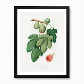 Fig (Ficus Carica) From Pomona Italiana (1817 - 1839), Giorgio Gallesio Art Print