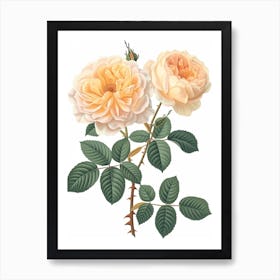 English Roses Painting Rose With Leaves 3 Art Print