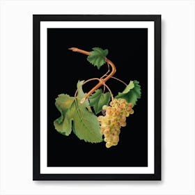 Vintage Vermentino Grapes Botanical Illustration on Solid Black n.0592 Art Print