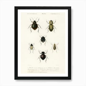 Different Types Of Beetles, Charles Dessalines D'Orbigny 8 Art Print