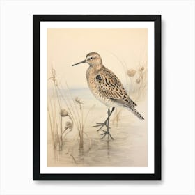 Vintage Bird Drawing Dunlin 2 Art Print