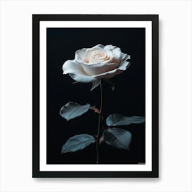 White Rose 4 Art Print