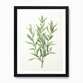 Tarragon Vintage Botanical Herbs 3 Art Print