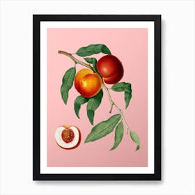 Vintage Walnut Botanical on Soft Pink n.0704 Art Print