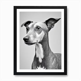 American Hairless Terrier 2 B&W Pencil Dog Art Print