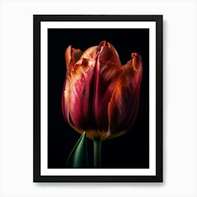 Tulip 1 Art Print