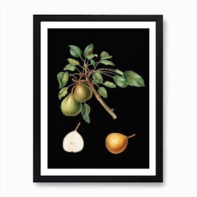 Vintage Pear Botanical Illustration on Solid Black Art Print