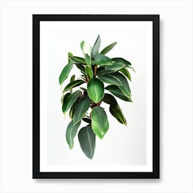 Zz Plant (Zamioculcas Zamiifolia) Watercolor Art Print