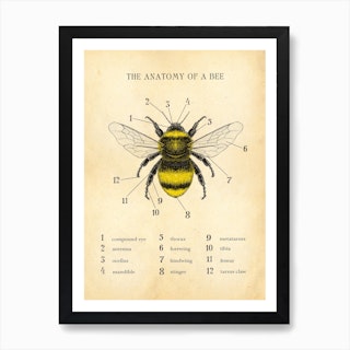 Anatomy Of A Bee Art Print