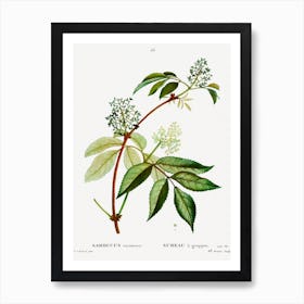 Red Elderberry, Pierre Joseph Redoute Art Print