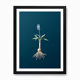Vintage Scilla Lingulata Botanical Art on Teal Blue n.0664 Art Print